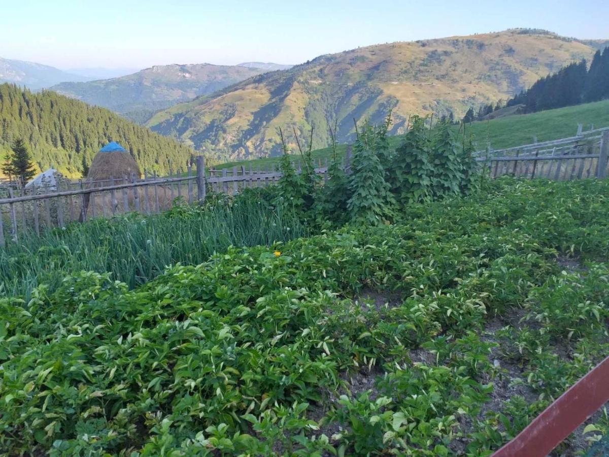 Samel'S Cottage Hrid'S Lake Prokletije พลาฟ ภายนอก รูปภาพ